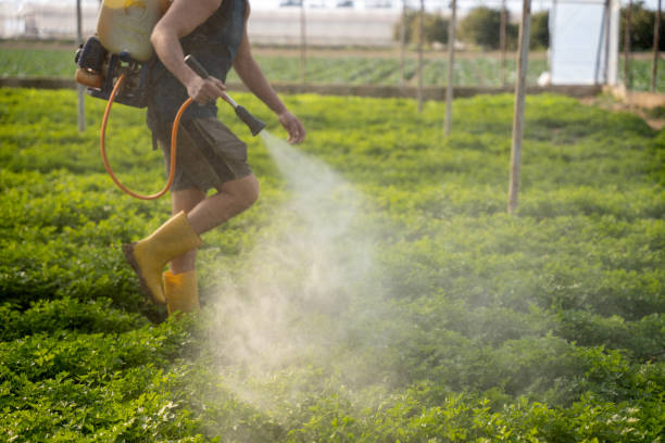Best Affordable Pest Control Services  in San Castle, FL