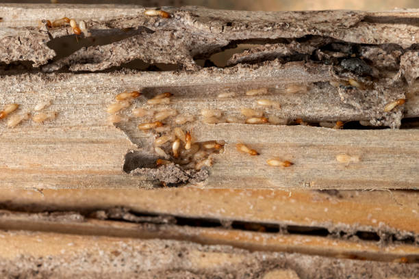 Trusted San Castle, FL Pest Control Experts
