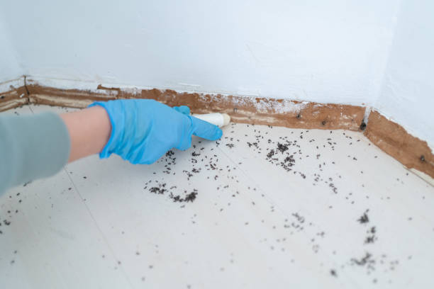 Best Affordable Pest Control Services  in San Castle, FL