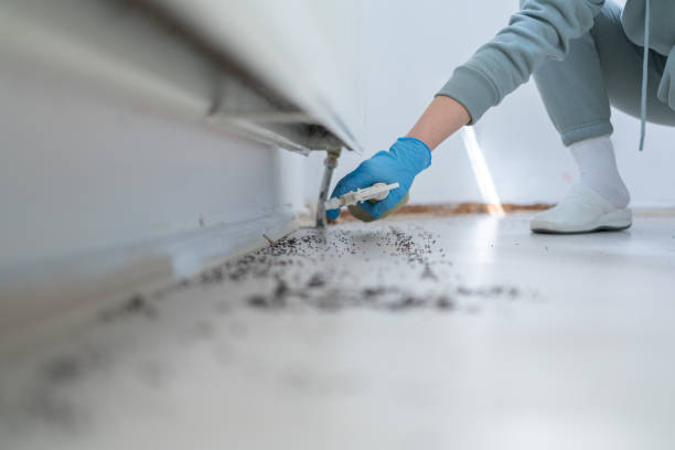 Best Ant Control Services  in San Castle, FL